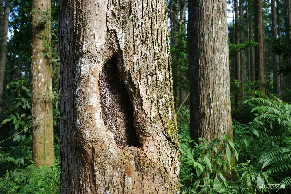 高清摄影 森林 树洞 自然 生态 宁静 森林中的古老树洞