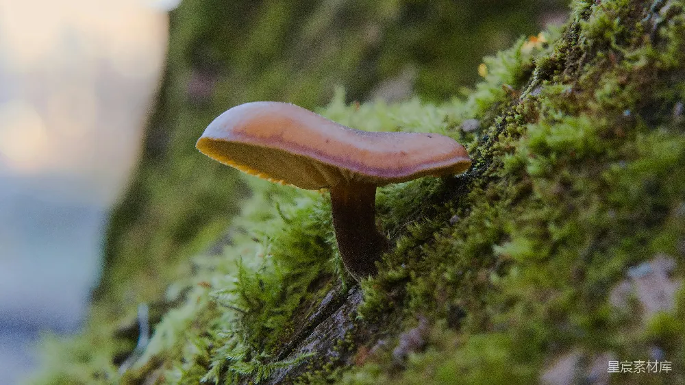 高清摄影 蘑菇 自然 森林 苔藓 生态 森林中的蘑菇与苔藓