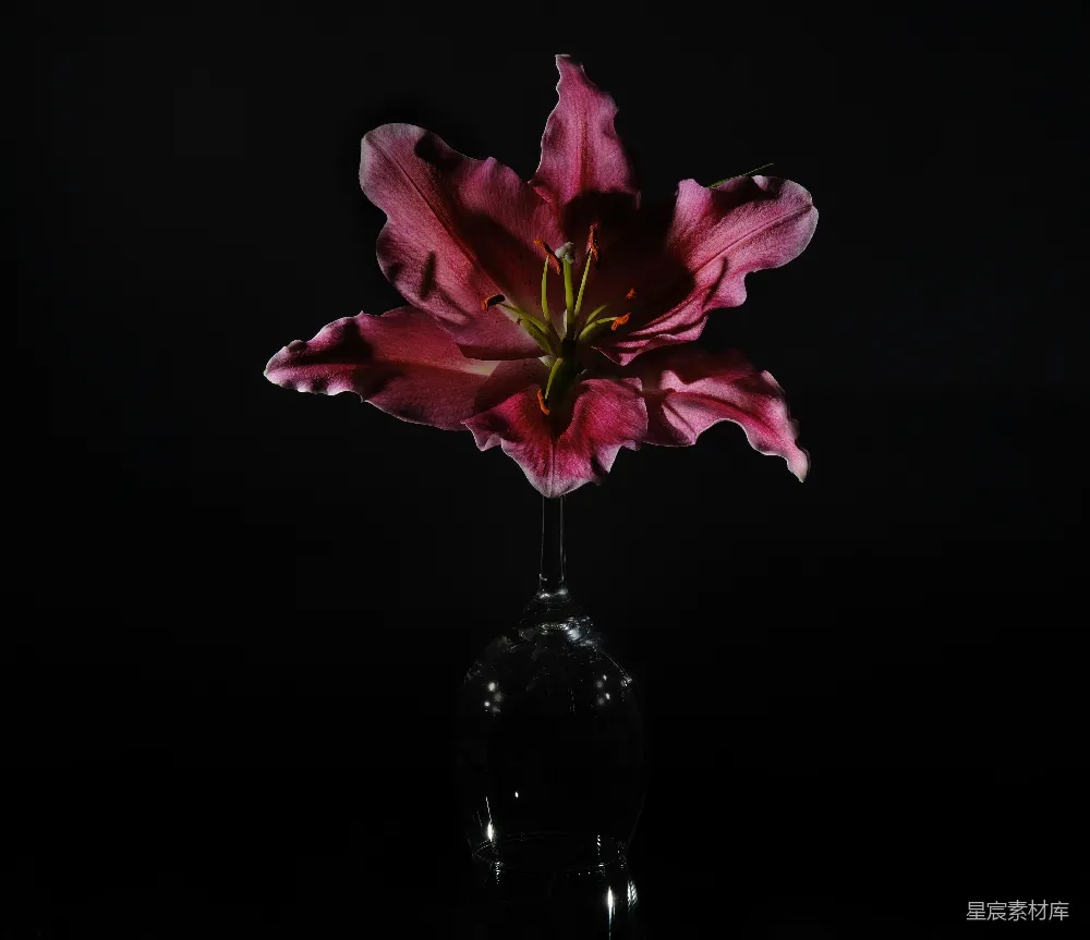 高清摄影 花卉 静物摄影 艺术摄影 黑色背景 优雅 紫色百合与酒杯的艺术构图