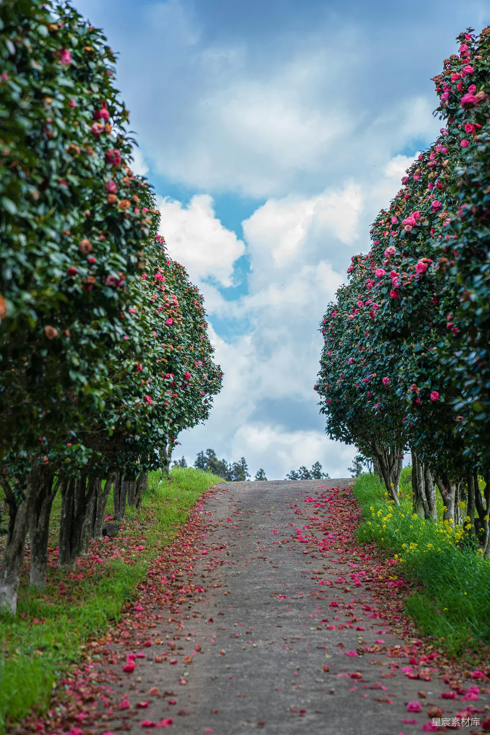 高清摄影 乡村 自然 风景 花朵 田园 花海中的乡间小路