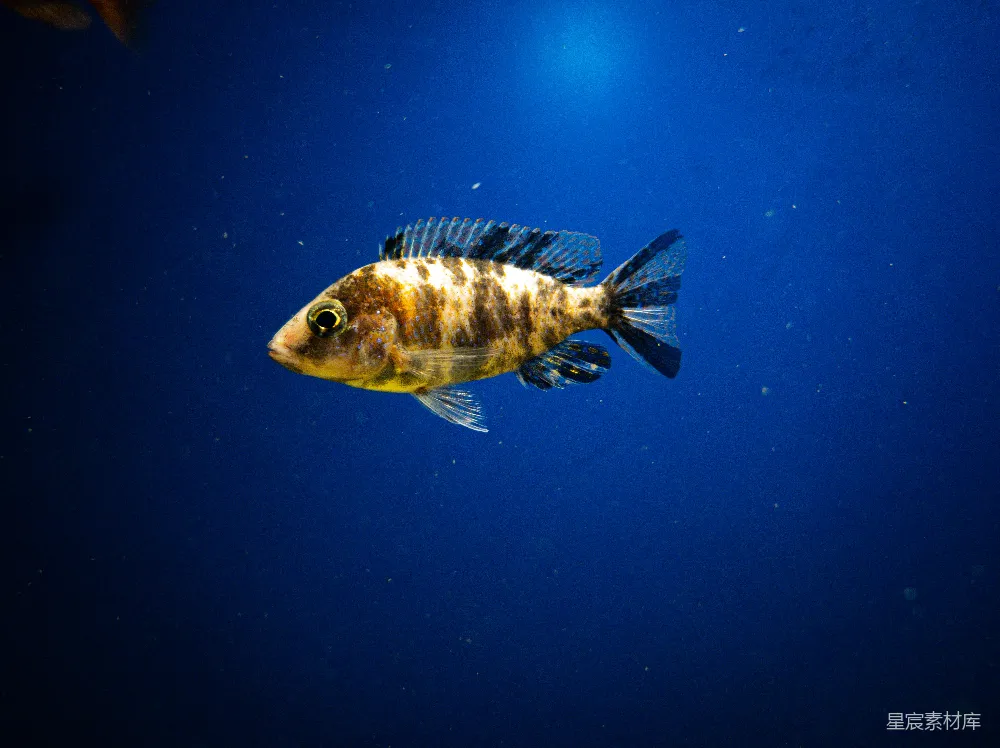 高清摄影 海洋生物 鱼 深海 自然 宁静 深海游鱼