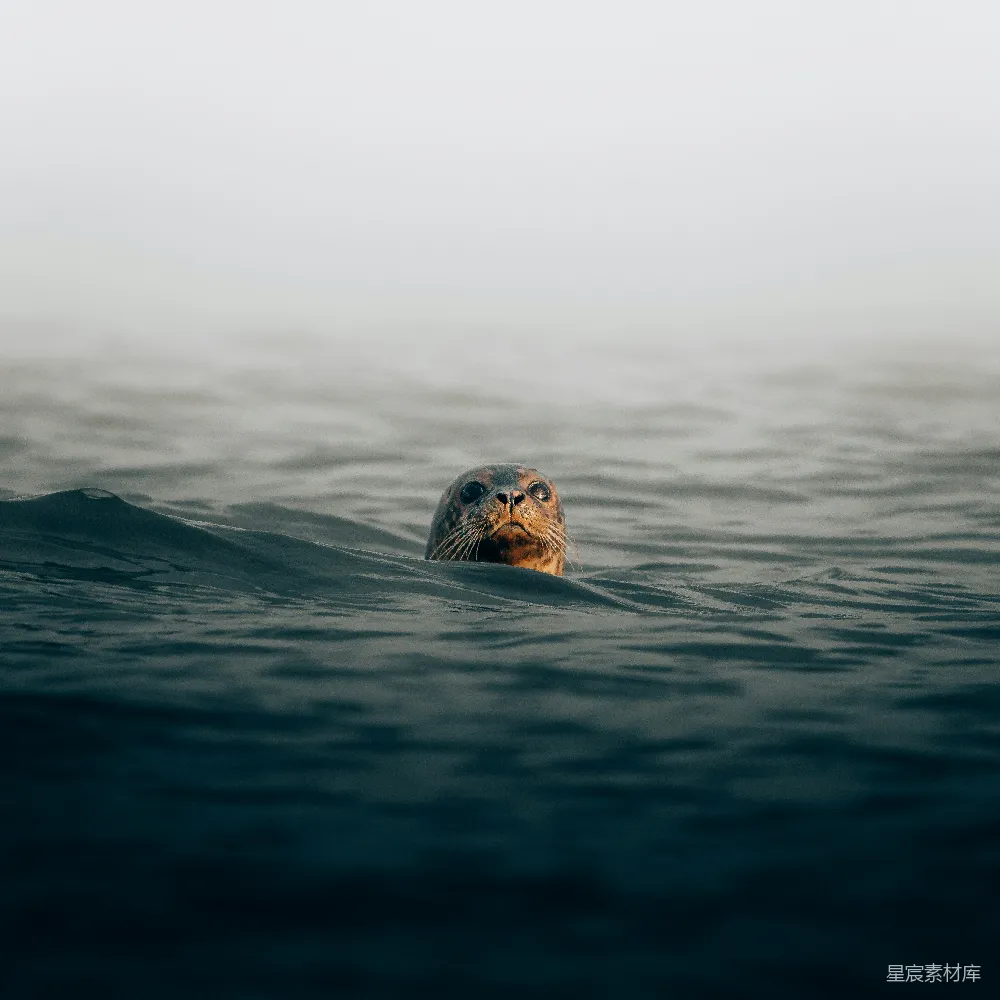 高清摄影 海洋生物 自然景观 野生动物 宁静 自然 水中的海豹