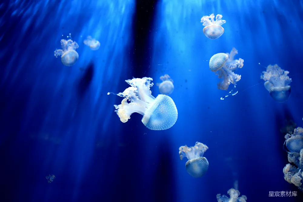 高清摄影 水母 海洋生物 蓝色 自然美景 梦幻 梦幻蓝海中的水母