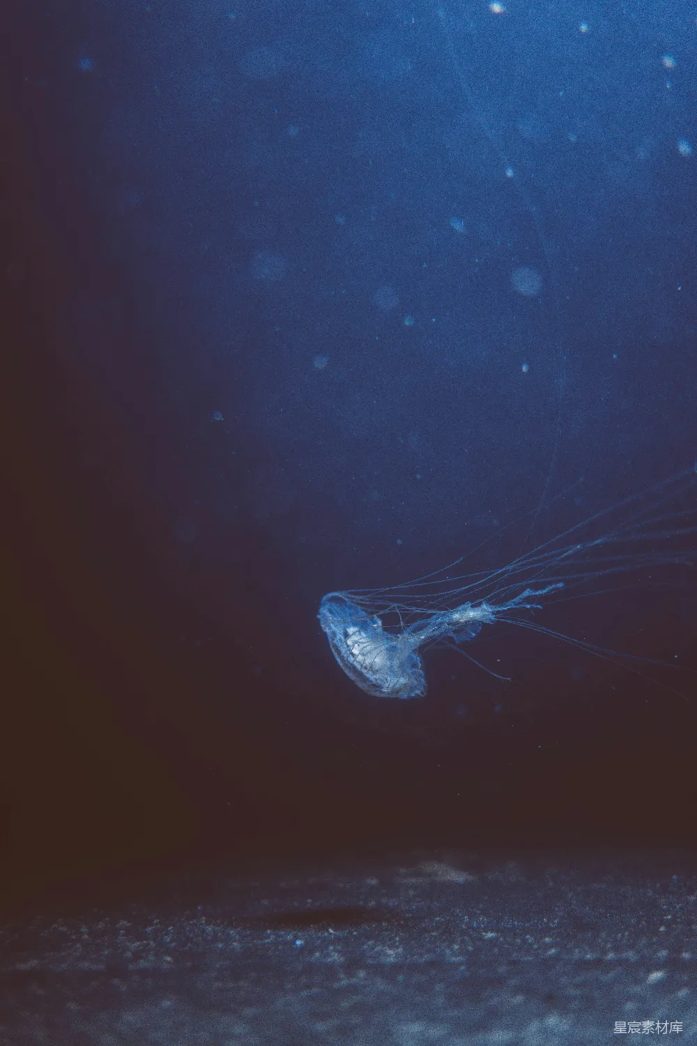 高清摄影 水母 深海 神秘 生物 自然 深海中的神秘水母