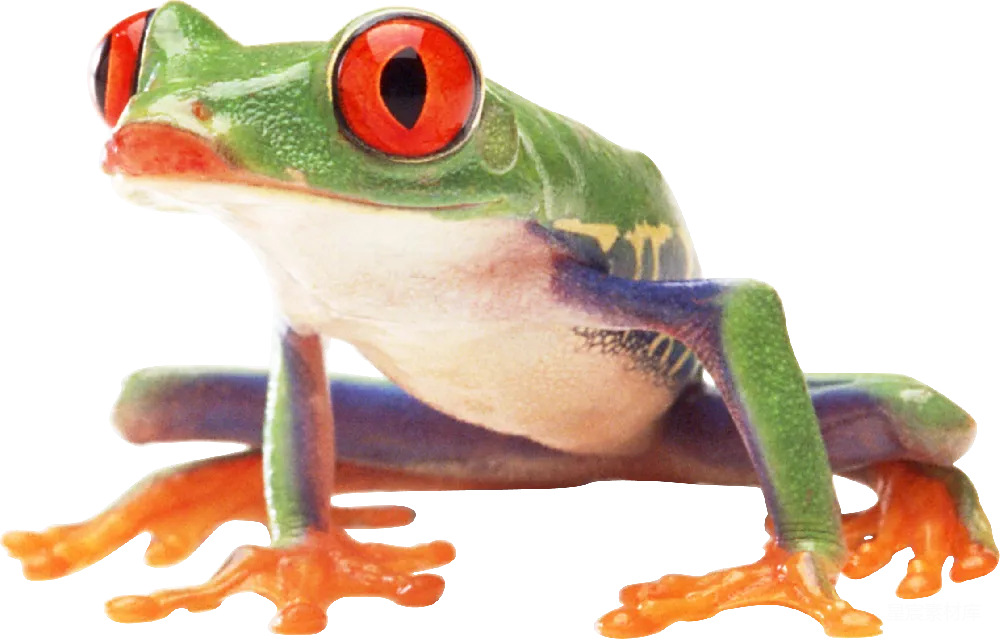 元素素材 青蛙