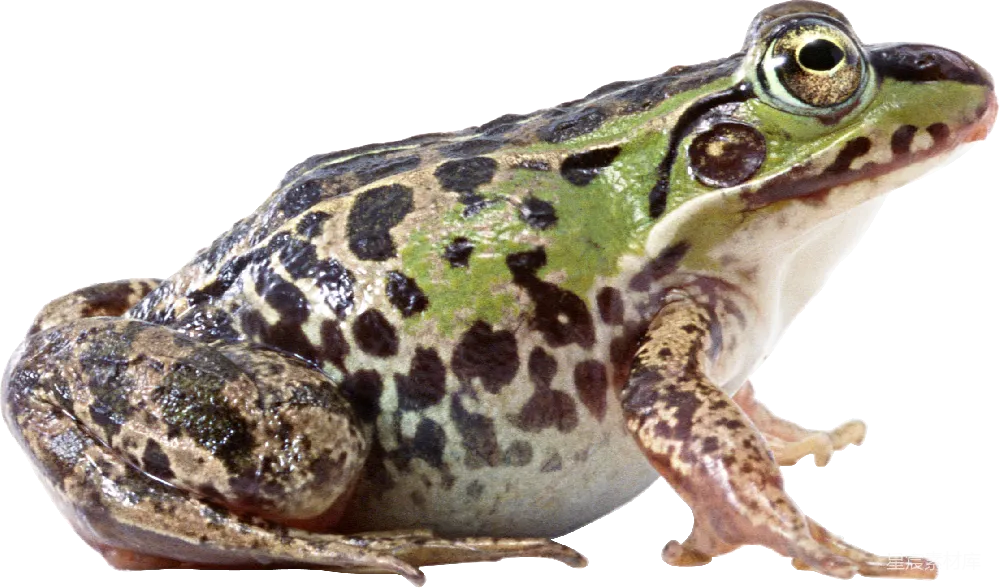 元素素材 青蛙