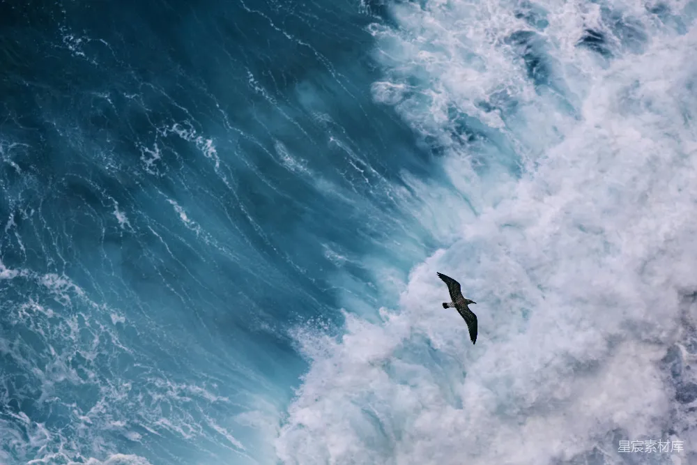 高清摄影 海洋 海浪 鸟 自然 宁静 海浪上的孤鸟