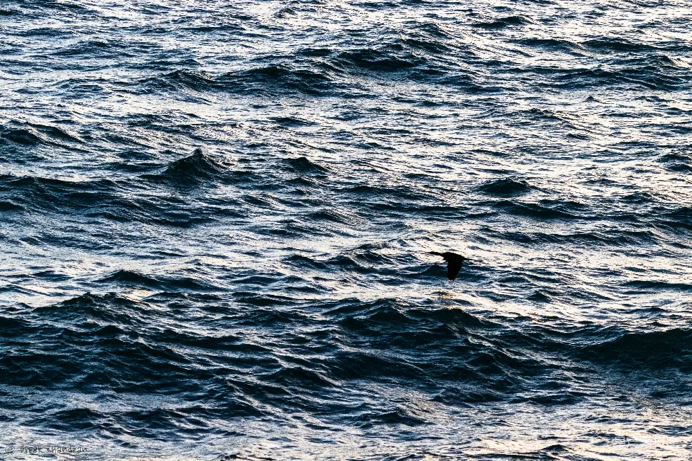 高清摄影 海浪 鸟类 自然 宁静 孤独 海上的孤鸟