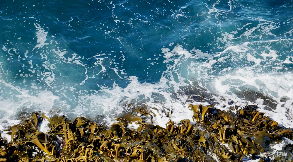 高清摄影 海浪 海藻 自然景观 海洋 动态场景 海浪拍打海藻