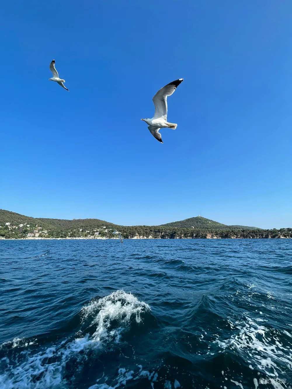 高清摄影 海鸥 蓝天 海洋 自然风光 旅行 海鸥与蓝天下的航行