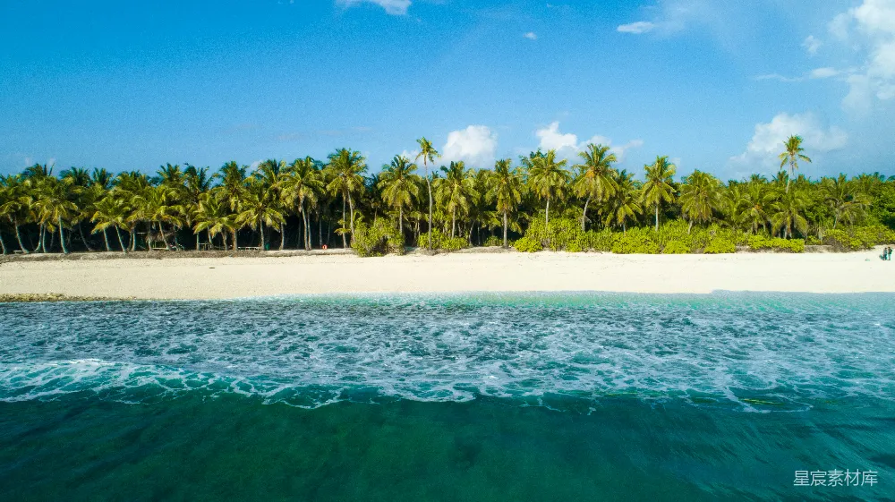 高清摄影 海滩 棕榈树 热带 风景 度假 热带海滩上的棕榈树