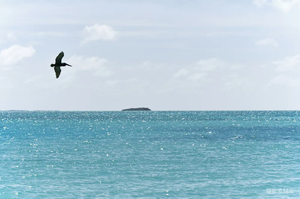 高清摄影 海鸥 海景 宁静 自然 旅行 海鸥掠过宁静的海域