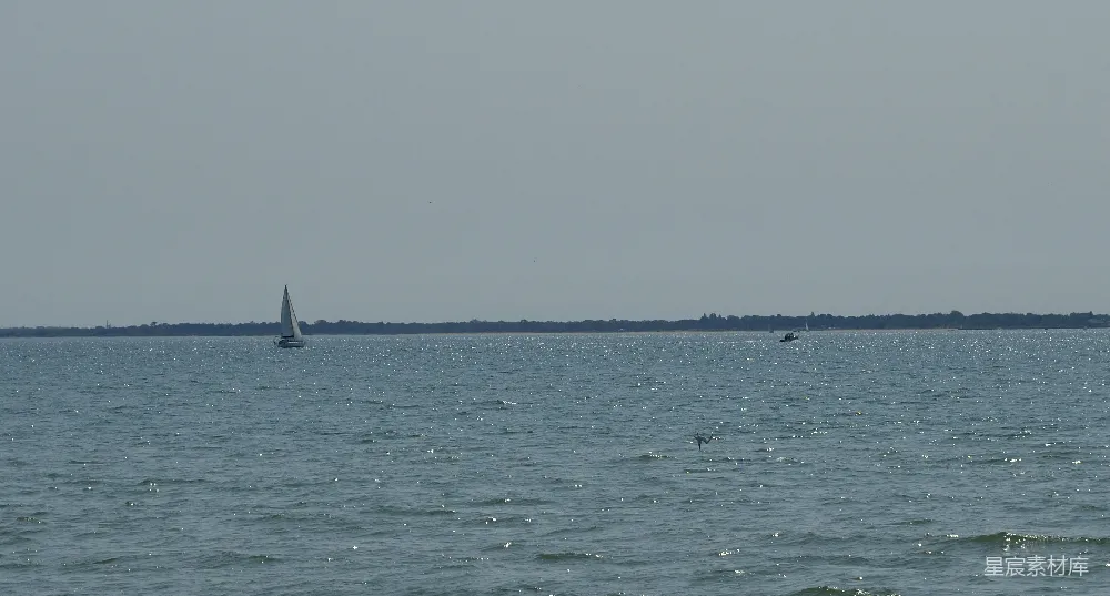 高清摄影 海景 帆船 海豚 宁静 自然 宁静海景：帆船与海豚的邂逅