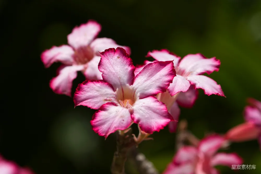 高清摄影 一朵花的特写 shots