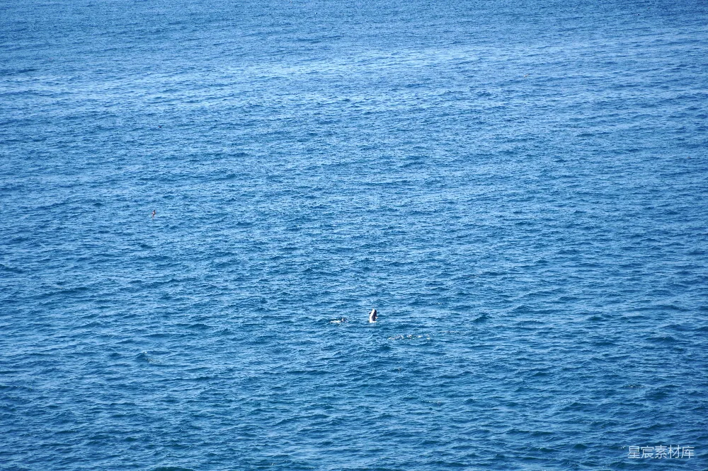 高清摄影 海豚 海洋 自然 宁静 野生动物 海面的海豚