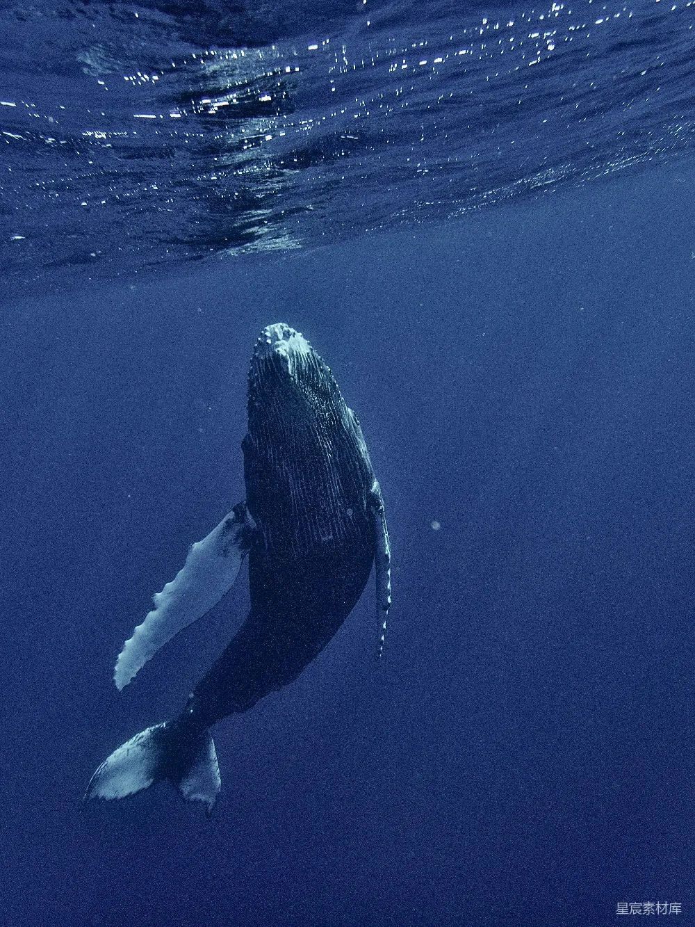 高清摄影 鲸鱼 深海 自然 宁静 海洋 深海巨鲸：宁静的海底世界