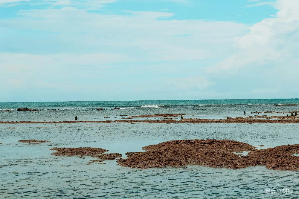 高清摄影 海滩 海洋 自然风光 宁静 海藻 海滩上的藻类与宁静的海景