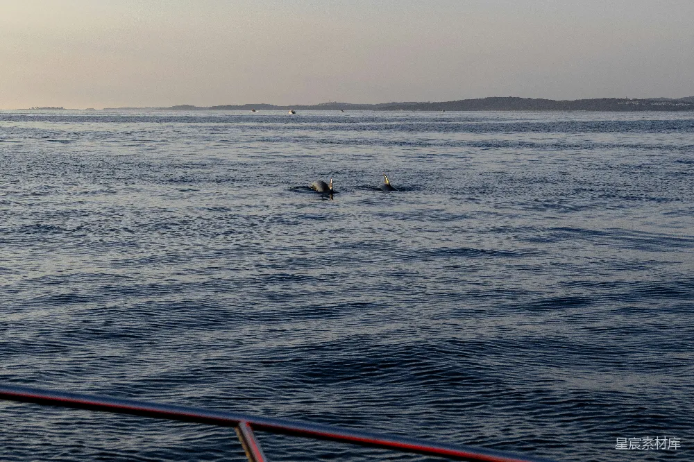高清摄影 海豚 海洋 自然 宁静 户外 海豚跃出水面
