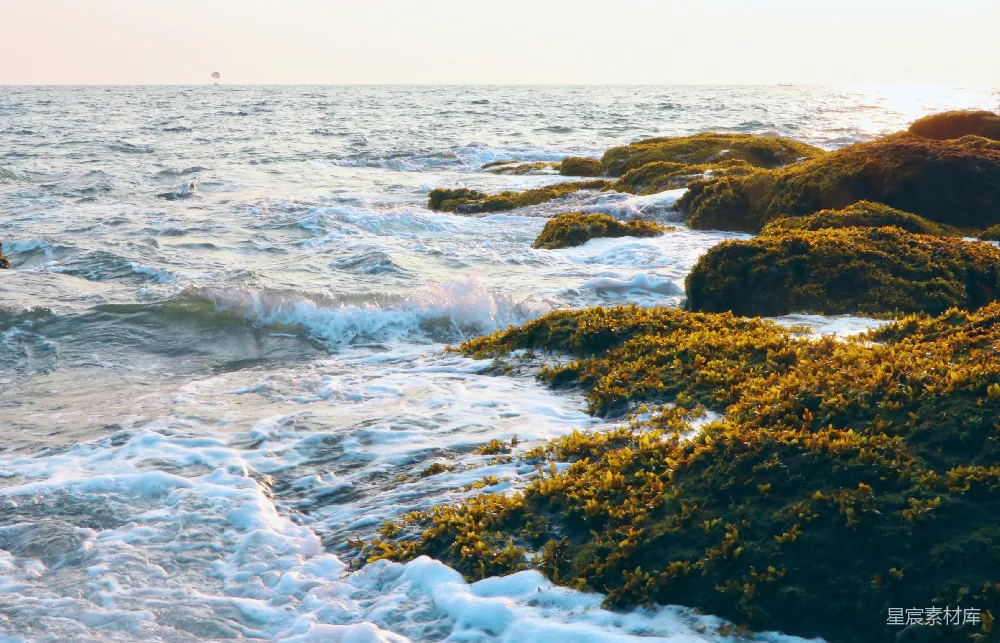 高清摄影 海洋 自然风光 风景摄影 日落 海藻 海浪拍打岩石