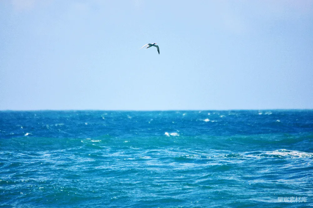 高清摄影 海洋 飞翔 自由 自然 宁静 海鸥翱翔于波涛之上