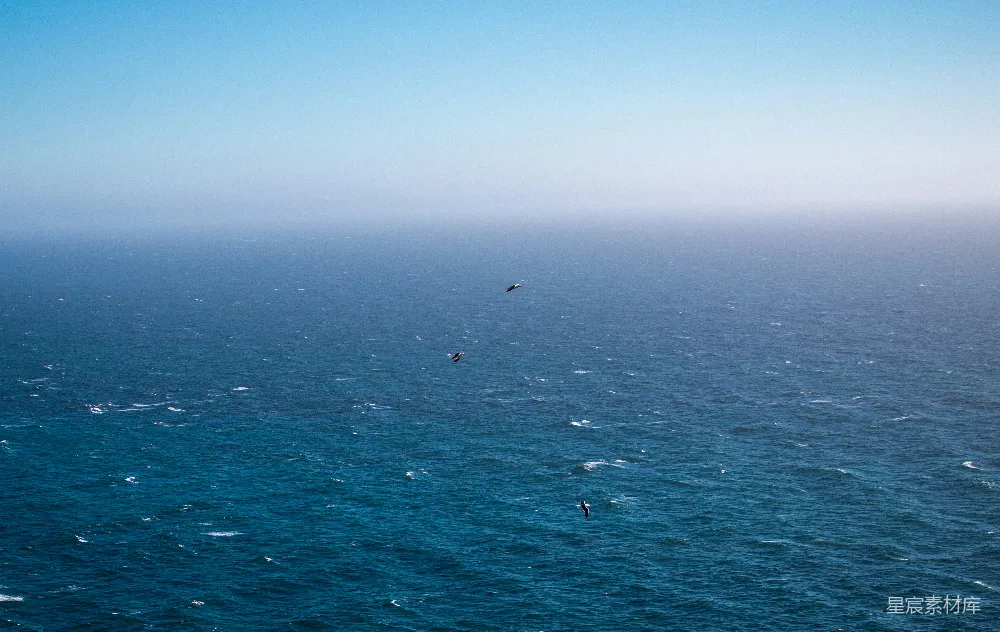 高清摄影 海景 自然 飞翔 宁静 海洋 海上的飞鸟