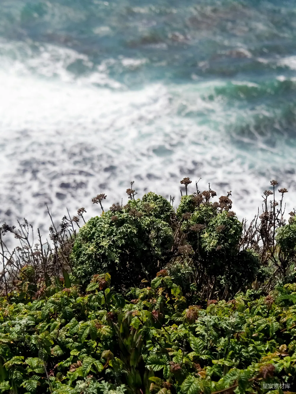 高清摄影 海岸线 自然风光 植物 海洋 风景 海岸边的绿色植物