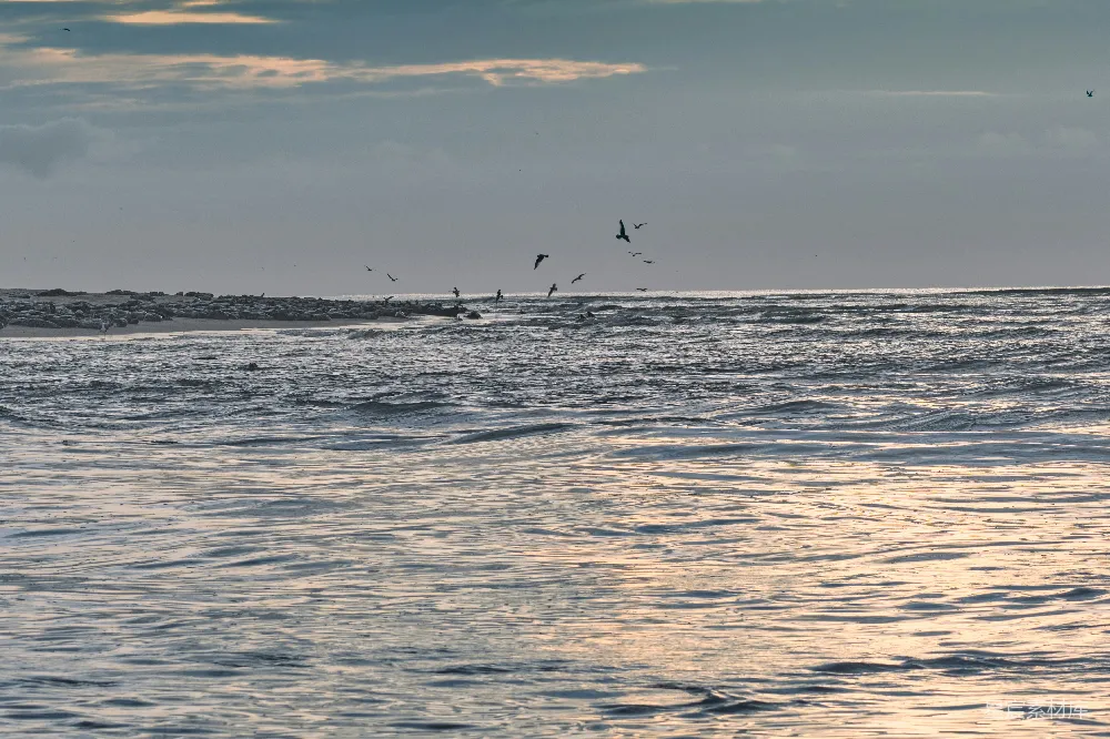 高清摄影 海滩 日落 海鸥 自然 宁静 海鸥与夕阳：宁静的海滩