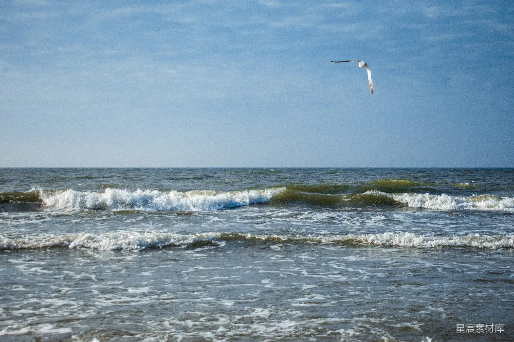 高清摄影 海景 自然 海鸟 海洋 动态 海鸥与波浪