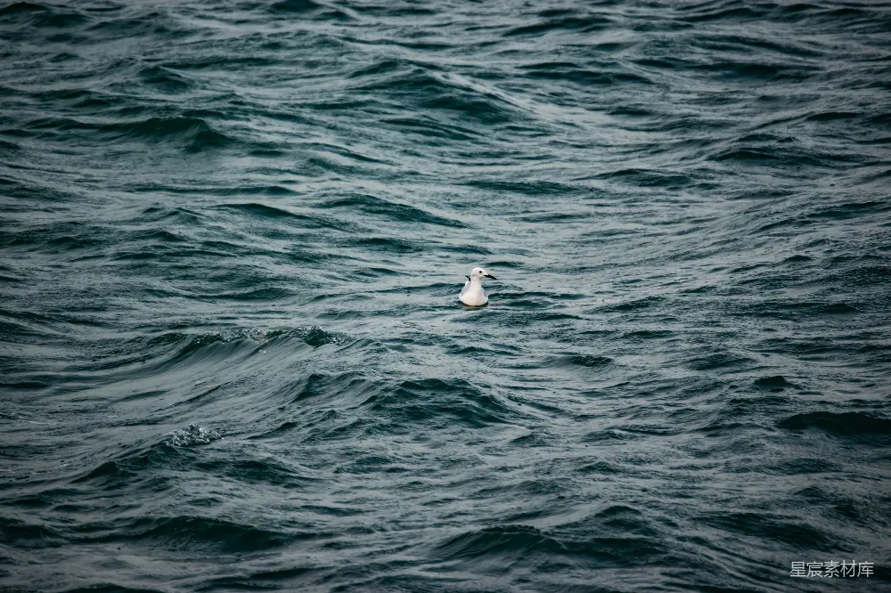 高清摄影 海浪 孤鸥 自然 宁静 海洋 海浪中的孤鸥
