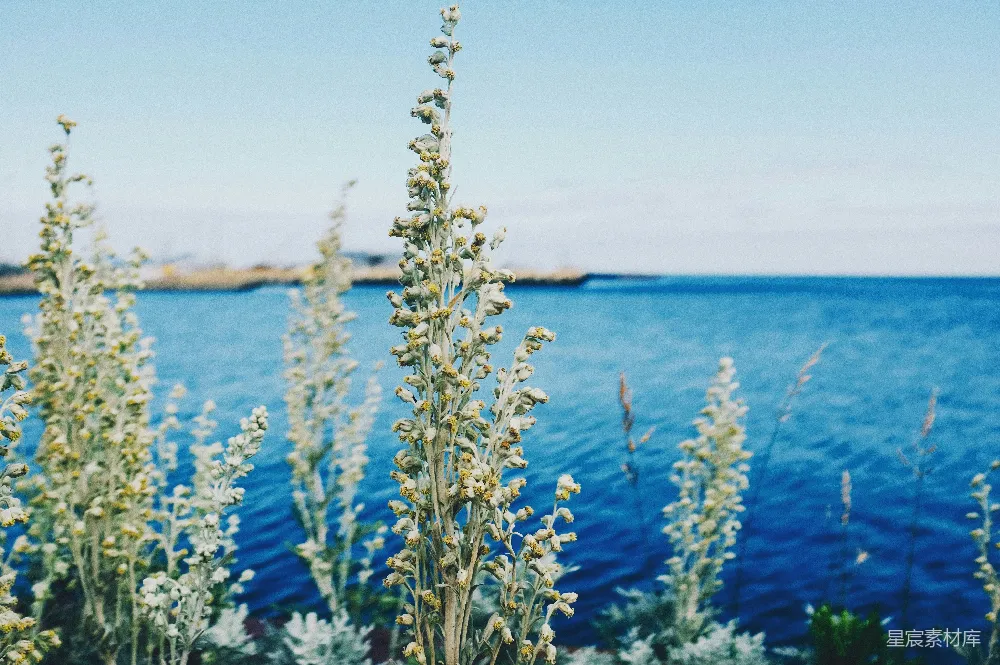 高清摄影 自然 海洋 植物 风景 宁静 海边的植物