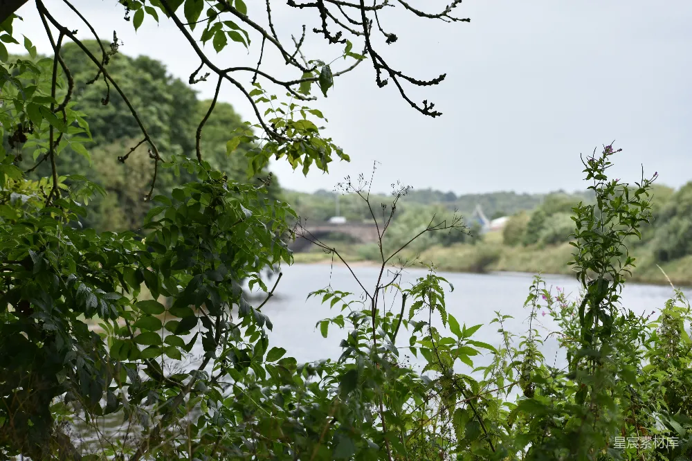高清摄影 自然 河流 植物 宁静 户外 河流与自然景色