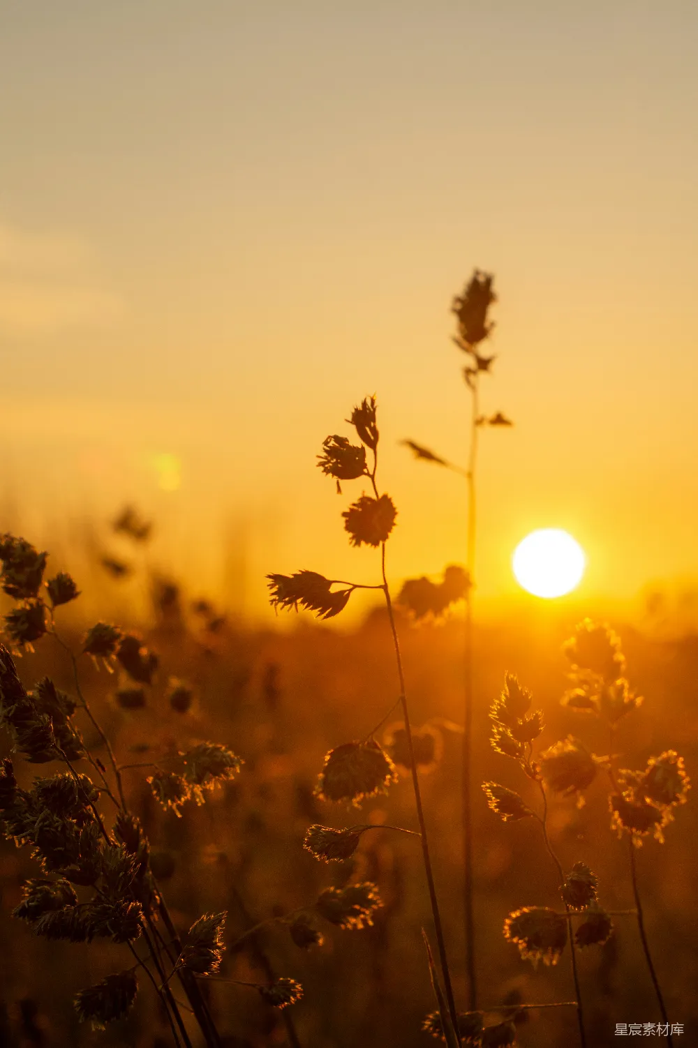 高清摄影 夕阳 自然 植物 宁静 风景 夕阳下的草丛