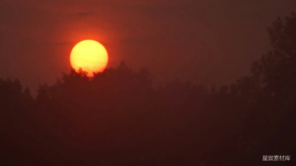 高清摄影 日落 自然 宁静 森林 剪影 夕阳下的森林剪影