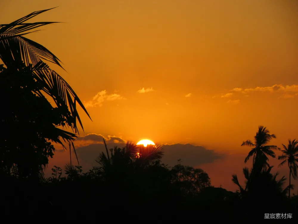 高清摄影 夕阳 椰树 剪影 自然风光 宁静 夕阳西下，椰林剪影