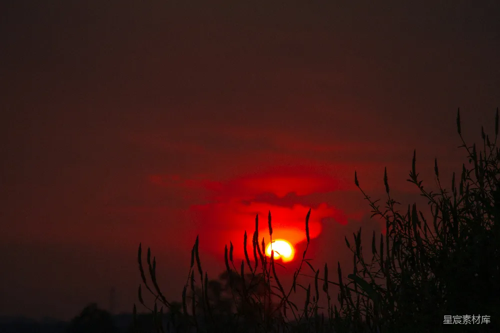 高清摄影 夕阳 植物 剪影 自然 宁静 夕阳下的植物剪影