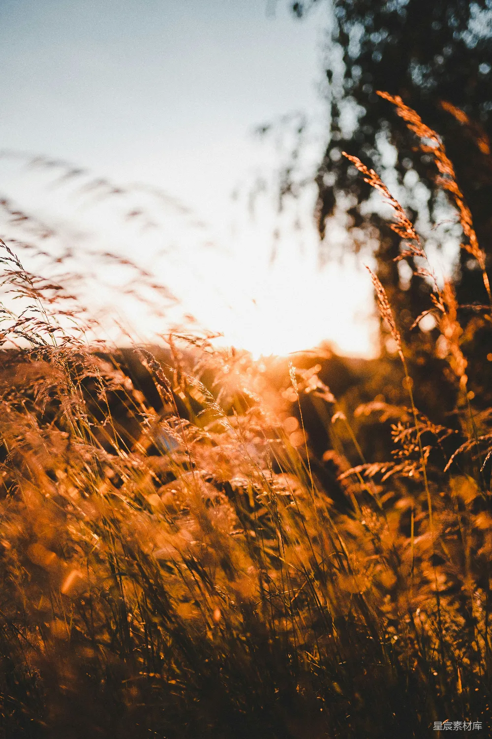 高清摄影 自然 夕阳 草地 宁静 风景 夕阳下的草丛