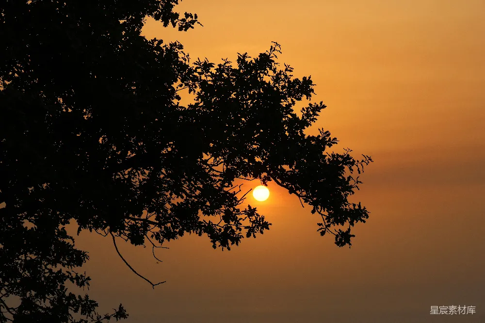 高清摄影 自然风光 日落 宁静 树影 自然之美 夕阳透过树梢