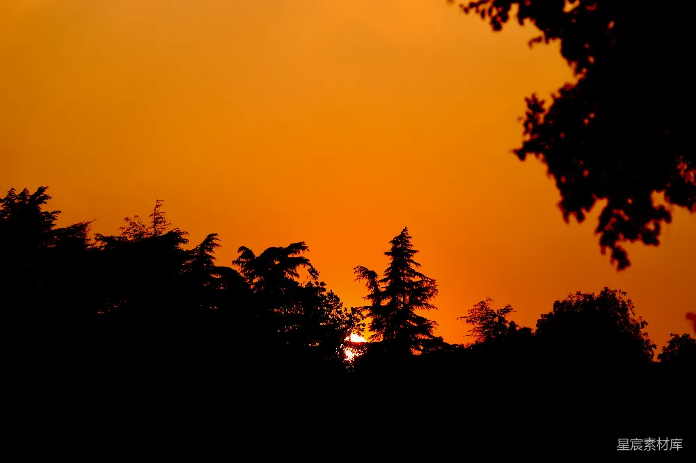 高清摄影 夕阳 树木 剪影 自然 宁静 夕阳下的树影