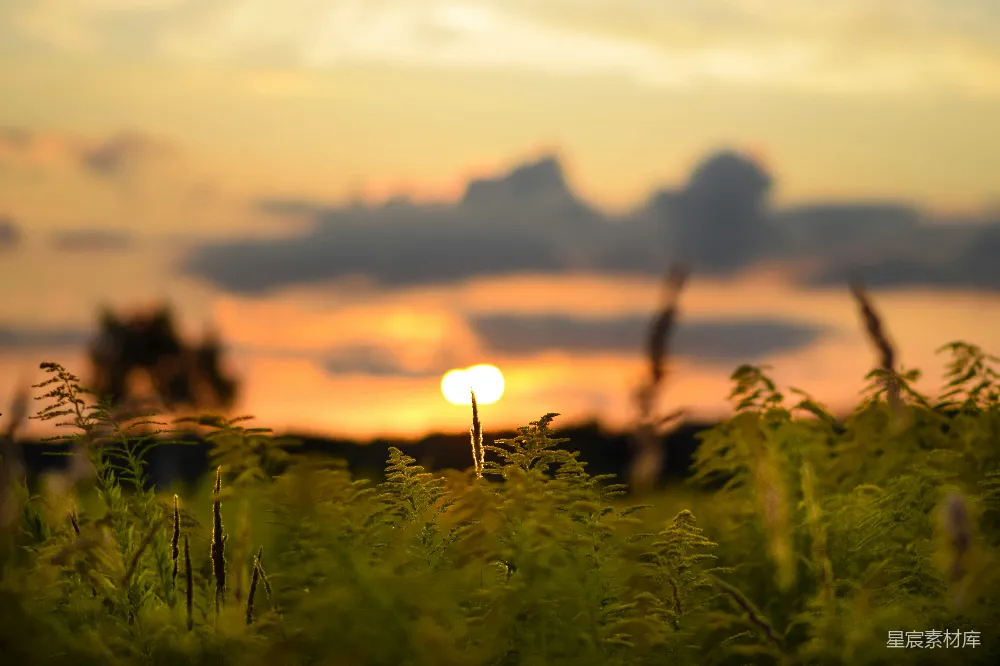 高清摄影 夕阳 自然 草地 宁静 户外 夕阳下的草地