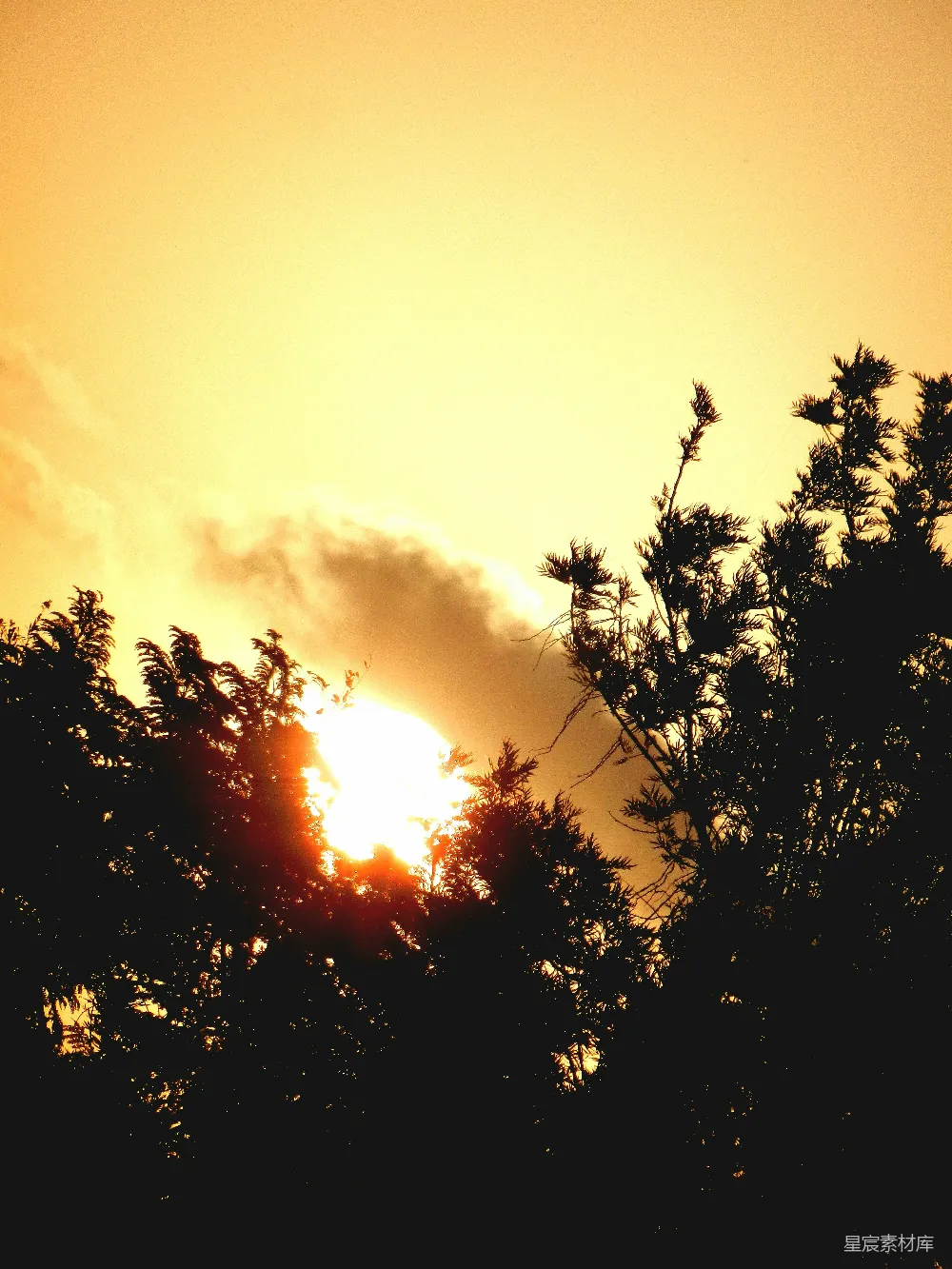 高清摄影 日落 自然风光 剪影 宁静 户外 夕阳透过树木