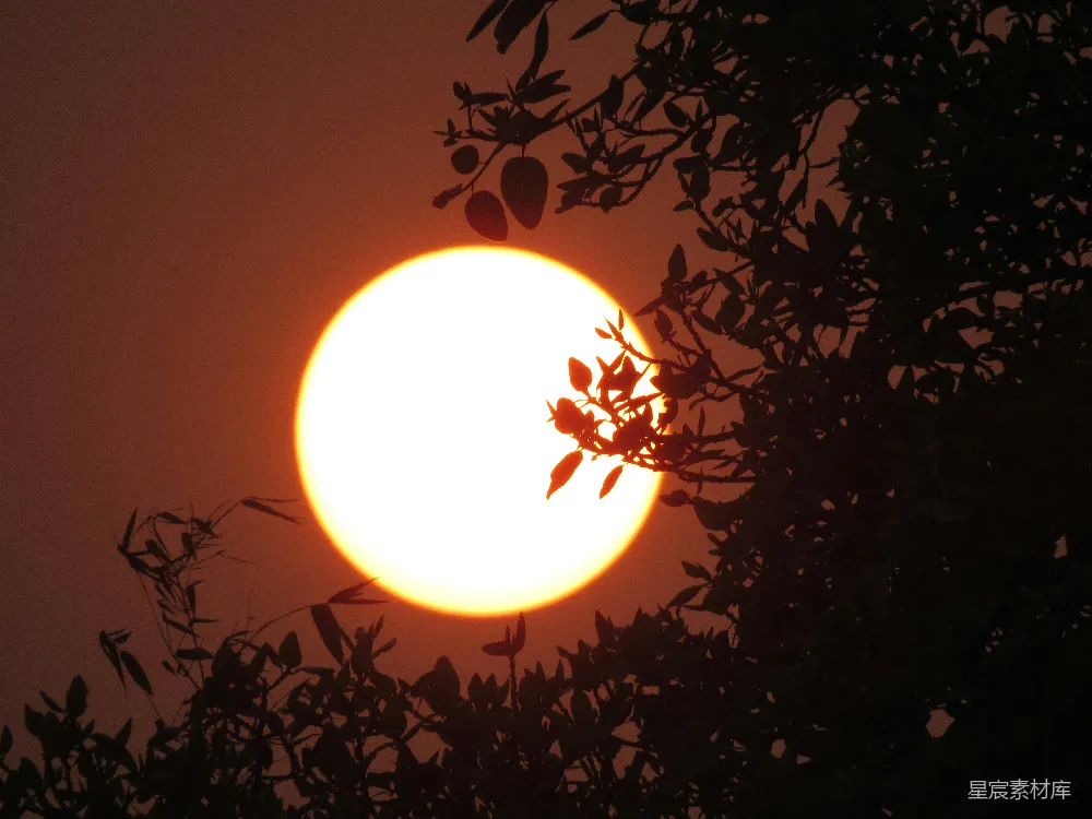 高清摄影 夕阳 自然 宁静 剪影 树木 夕阳透过树叶