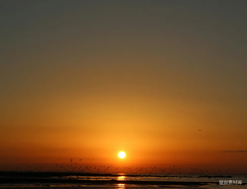 高清摄影 日落 海鸟 自然风光 宁静 户外 日落海鸟