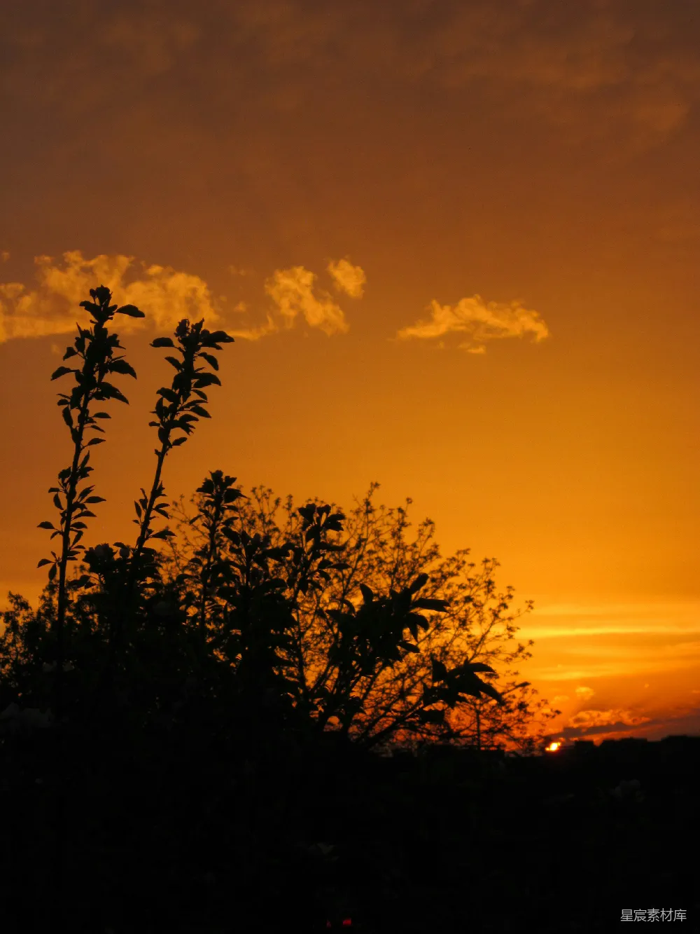 高清摄影 自然 夕阳 剪影 植物 宁静 夕阳下植物的剪影