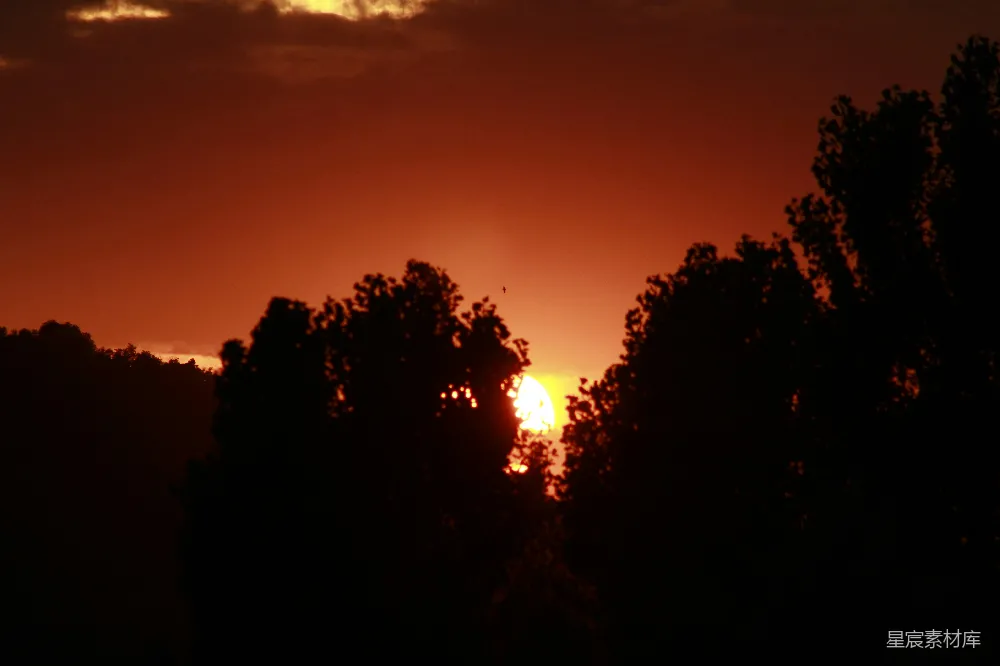高清摄影 夕阳 树梢 自然美景 宁静 风景 夕阳透过树梢