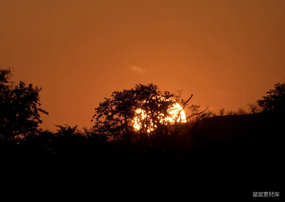 高清摄影 夕阳 树木 自然风光 宁静 日落 夕阳透过树梢
