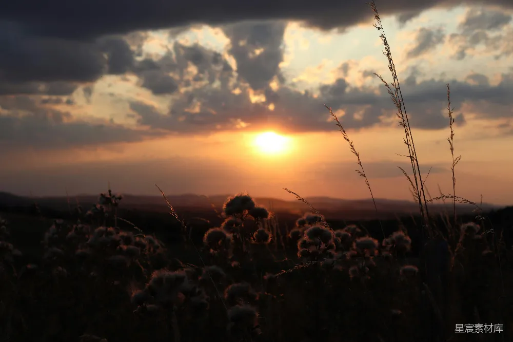 高清摄影 夕阳 野花 自然 宁静 风景 夕阳下的野花