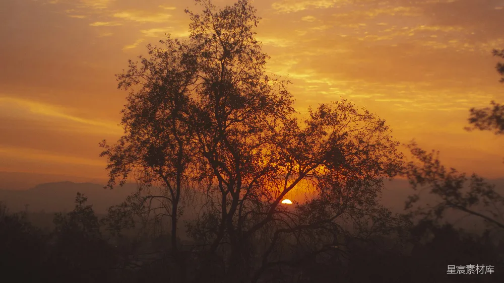 高清摄影 夕阳 自然 风景 宁静 树影 夕阳下的树影