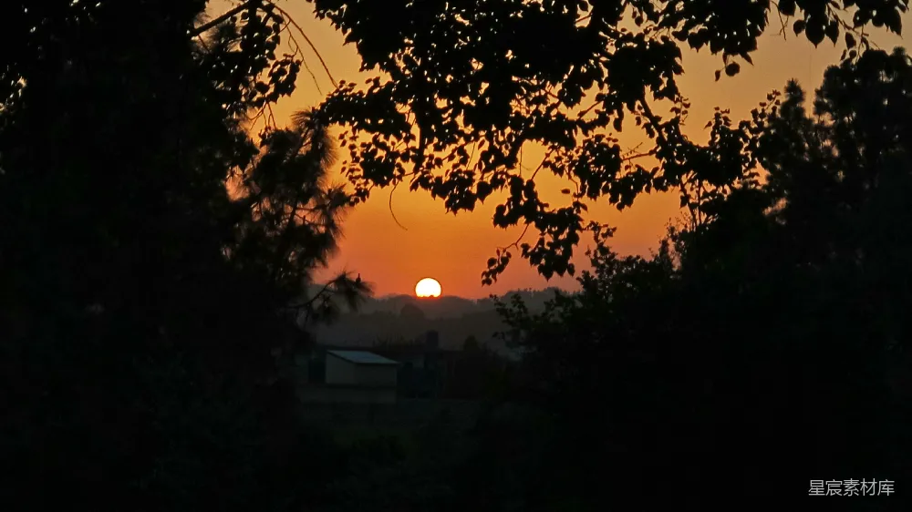 高清摄影 夕阳 自然 宁静 树影 风景 树梢下的夕阳