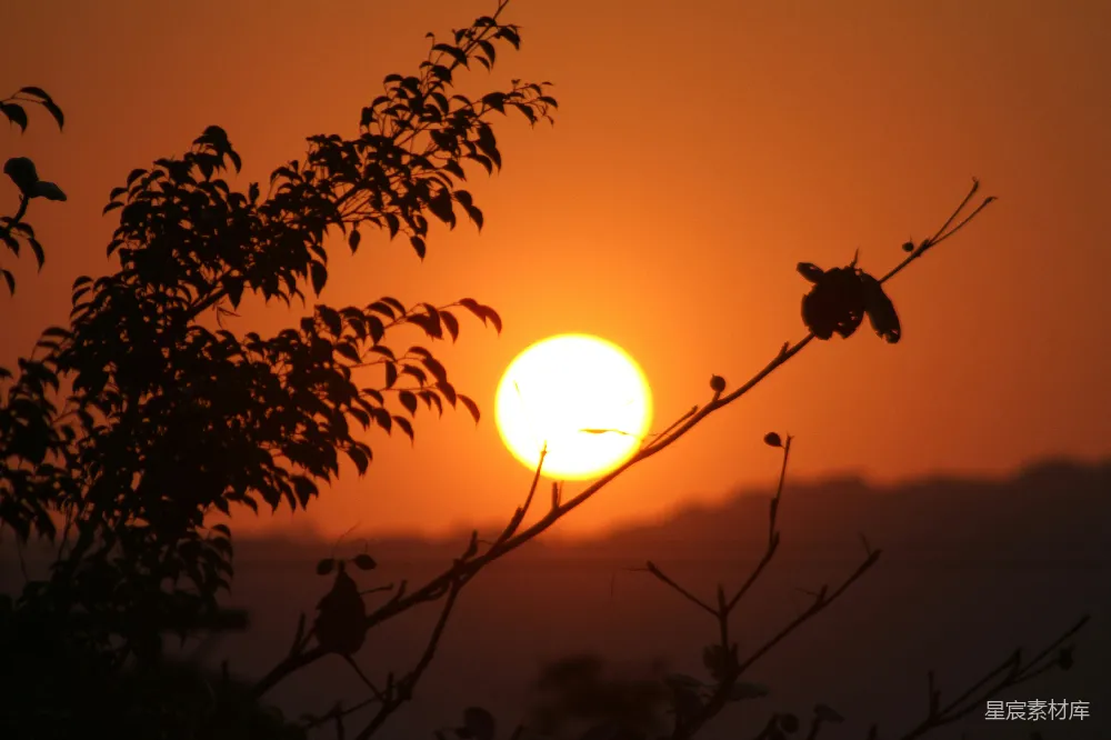 高清摄影 日落 自然 宁静 剪影 风景 夕阳下的树影