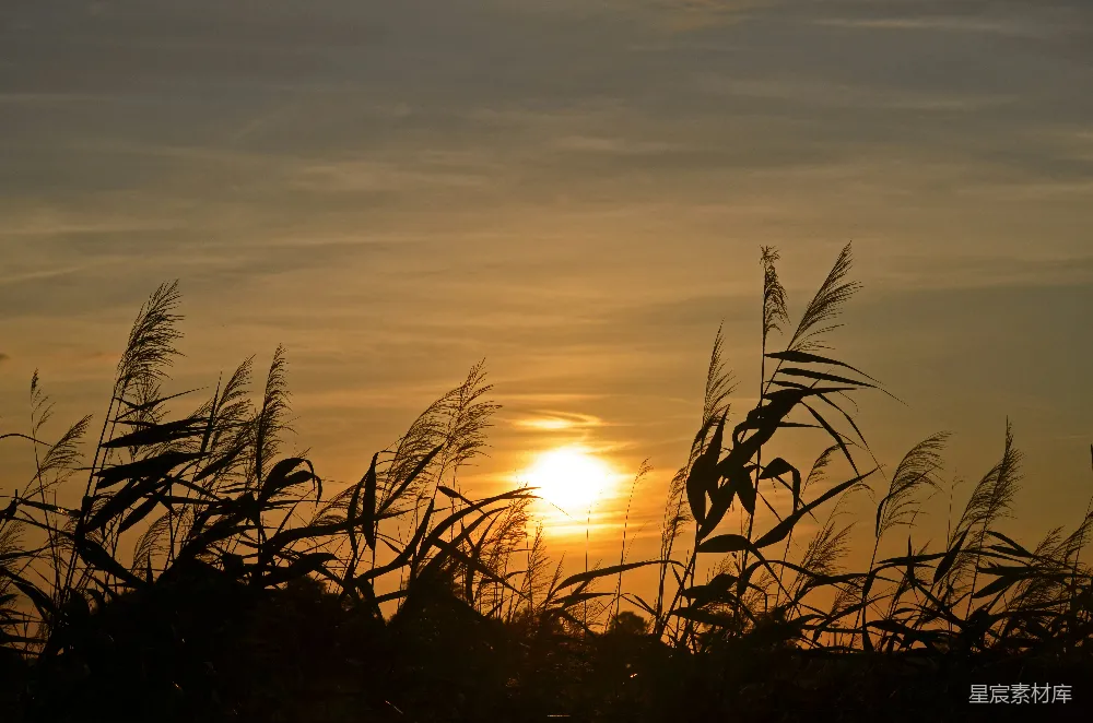 高清摄影 自然风光 日落 芦苇 宁静 乡村 夕阳下的芦苇